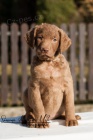 Chesapeake bay retriever