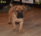 Boerboel tata s PP - pikov rodie