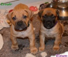 Boerboel tata s PP - pikov rodie