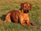 Rhodsk ridgeback - ttka s PP