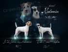 Parson Russell Terrier s PP