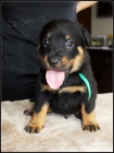 Beauceron - tata sPP