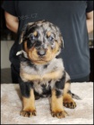 Beauceron - tata sPP