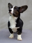 Welsh Corgi Cardigan - tata, fenky