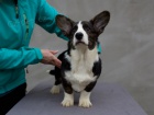 Welsh Corgi Cardigan - tata, fenky