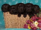 Labrador retriever tmavě čokoládový s PP