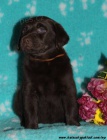 Labrador retriever tmavě čokoládový s PP