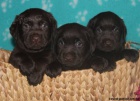 Labrador retriever tmavě čokoládový s PP