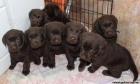 Labrador retriever tmavě čokoládový s PP