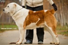 Stedoasijsk pasteveck pes 