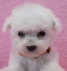 Bionek - bichon fris