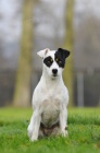 Parson Russel Terrier