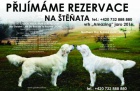 Pijmme rezervace na tata Zlatho retrievra