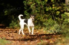 Parson Russel Terrier - štěňata s PP