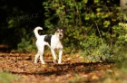 Parson Russel Terrier - tata s PP