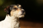 Parson Russel Terrier - štěňata s PP