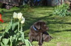 okoldov labrador