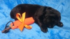 Flat Coated Retriever