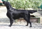 Flat Coated Retriever