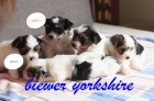 Biewer yorkshire terrir