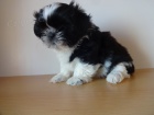 Prodám Shih-tzu