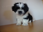Prodám Shih-tzu