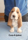 Basset hound