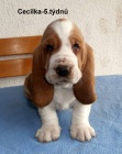 Basset hound