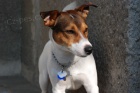 Nabdka kryt Jack Russell Terrier