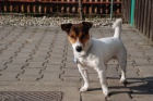 Nabdka kryt Jack Russell Terrier