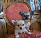 Dlouhosrst ivava s PP