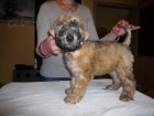 Irish Soft Coated Wheaten Terrier 