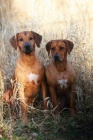 Rhodesian ridgeback s PP