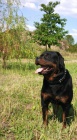 Rotvajler, rottweiler, RTW s PP  KE KRYT