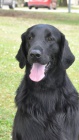 Flat Coated retriever - černá štěňata s PP