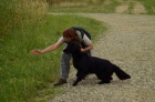 Flat Coated retriever - černá štěňata s PP