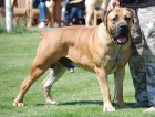 boerboel s pp