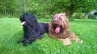 Briard - palv a ern tata