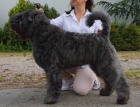 Bouvier des Flandres