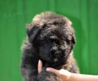 Bouvier des Flandres