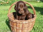 Flat coated retriever