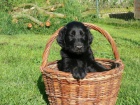 Flat coated retriever