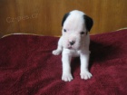boxer štěňátka