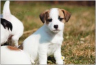 Jack Russell terir