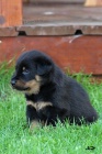 Beauceron - fenky s PP na prodej