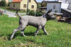 Thajsk Ridgeback modr ttka