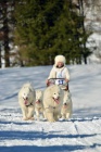 SAMOJED ttka s PP