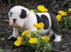 Anglick Bulldogs pro rehoming