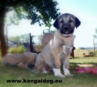 Anatolsk pasteveck pes - Kangal