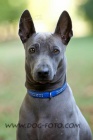 Thajsk ridgeback modr